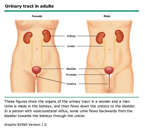 Urinary Tract - Female and Male